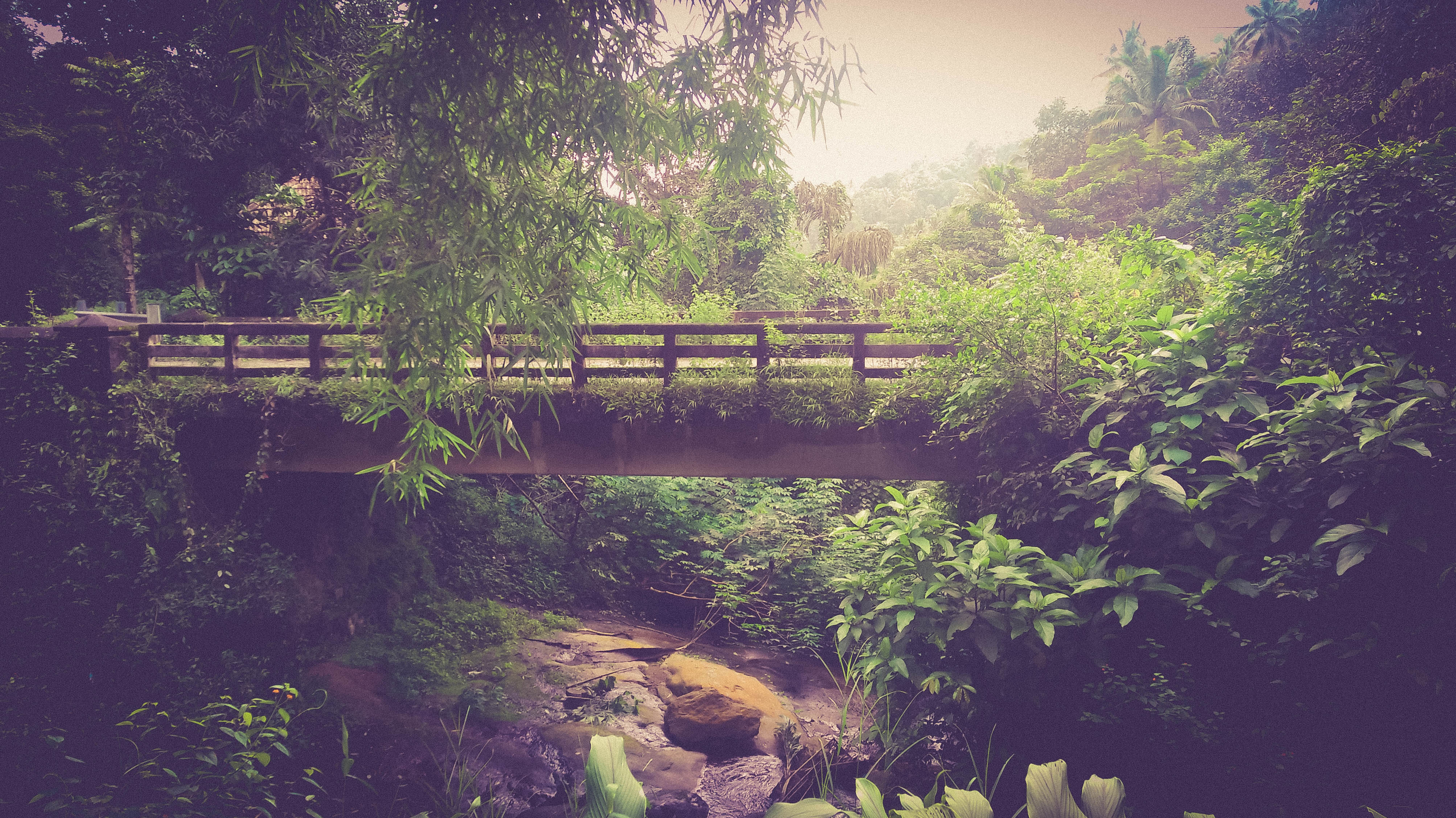 Wooden bridge in forest